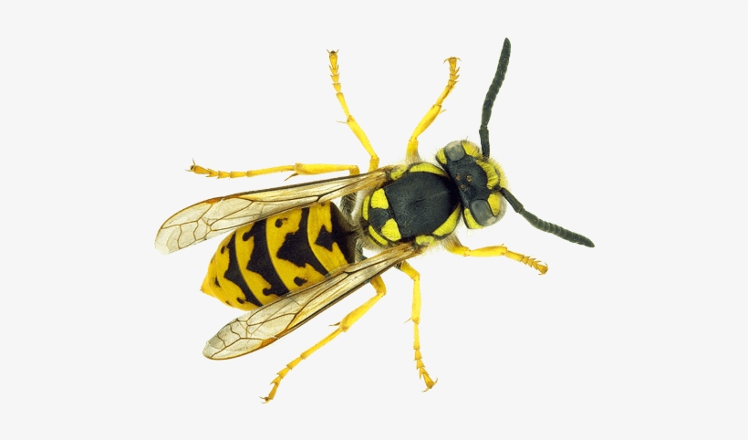 Jamey. Das Kind, Das Zuviel Wußte, transparent png