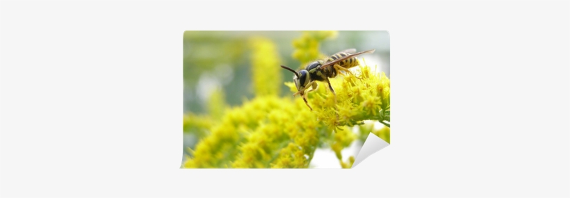 Honeybee, transparent png