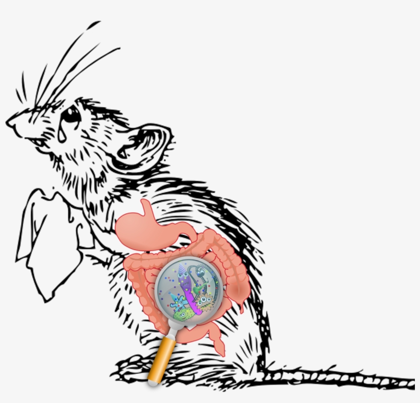 The Brain And Gut Have A Communication Line Through - Sad Mouse Cartoon, transparent png