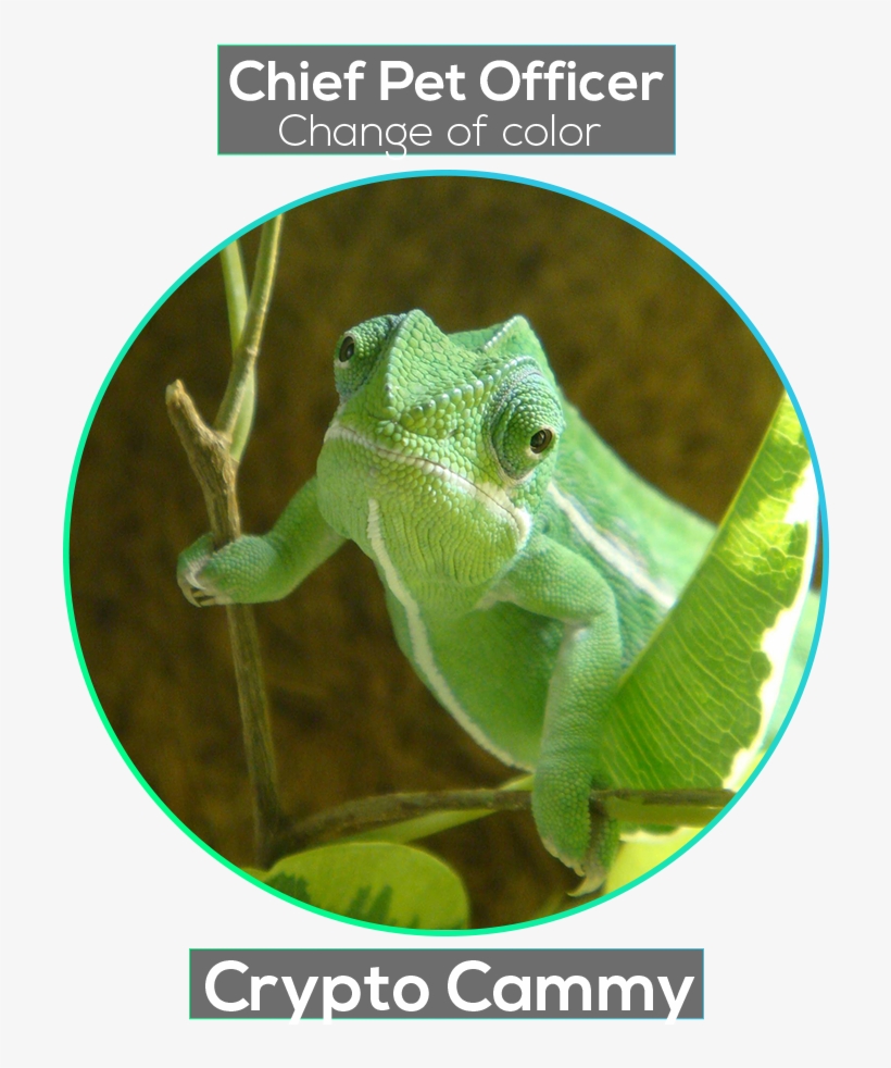 Common Chameleon, transparent png
