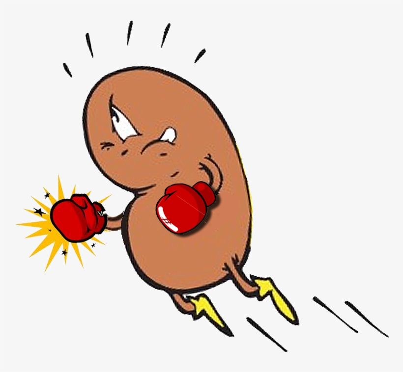 Punch Clipart Cartoon - Functions Of Kidney Cartoons, transparent png