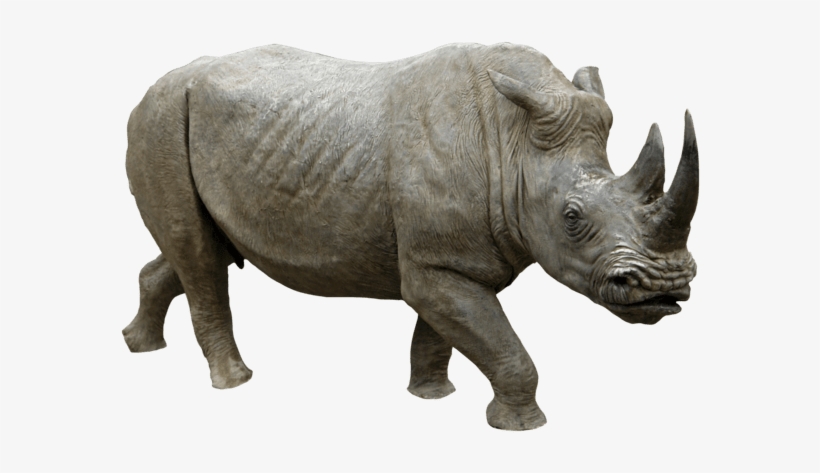 Animals - Rhinoceros - Rhino Png, transparent png
