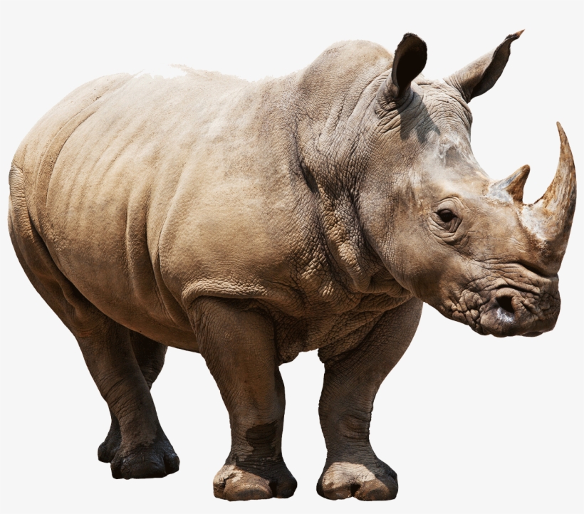 Animals - Rhinoceros - Rhino Png, transparent png