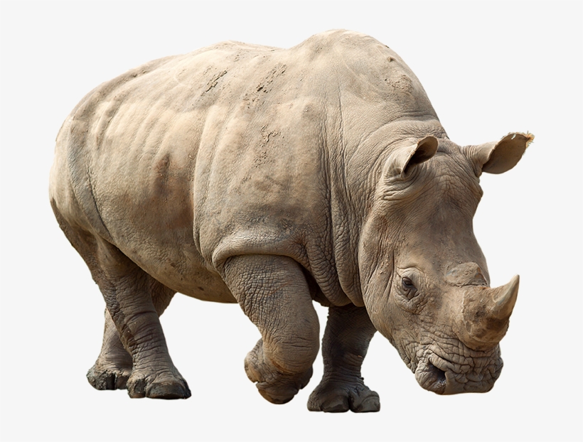 Rhino Png Clipart - Rhino Png, transparent png