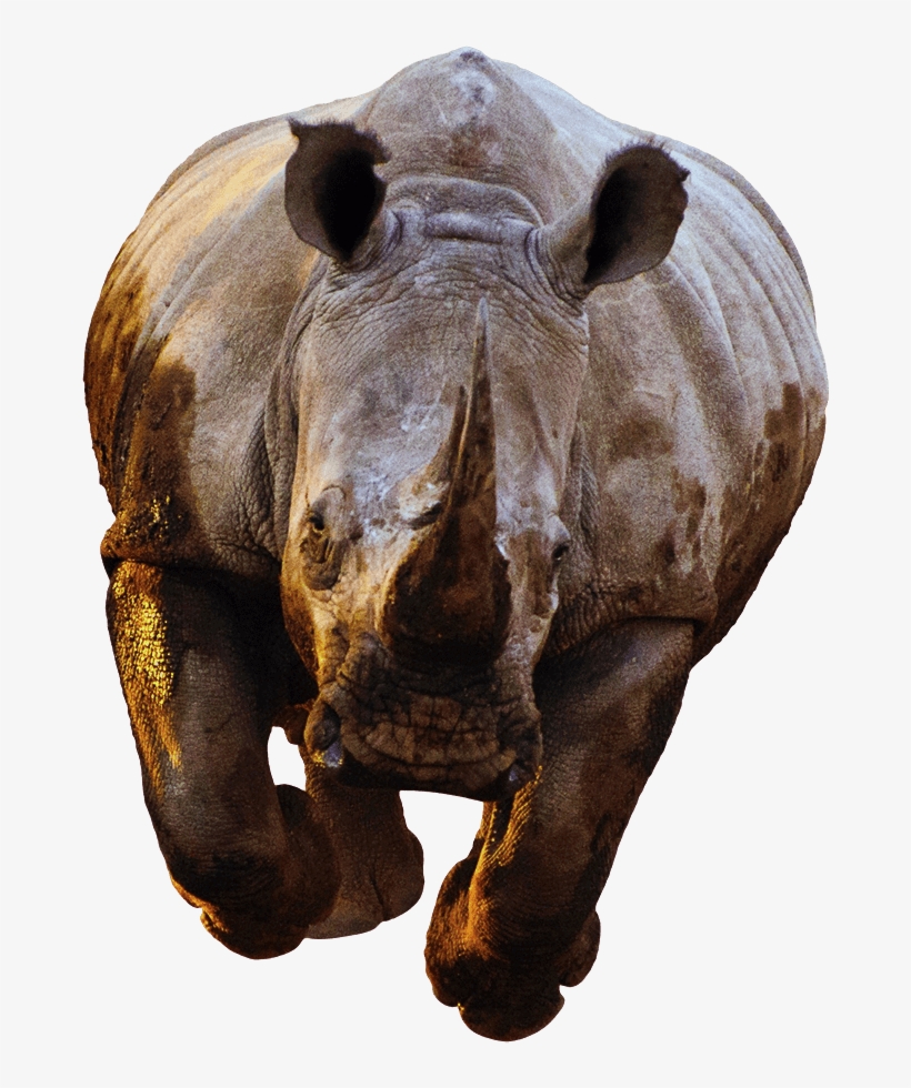 Animals - Rhino Png, transparent png
