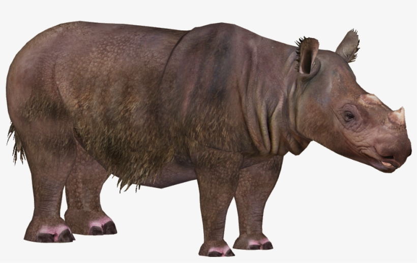 Rhino Png Download Image - Zoo Tycoon 2 Sumatran Rhinoceros, transparent png