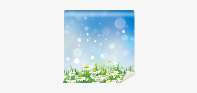 Camomile, transparent png