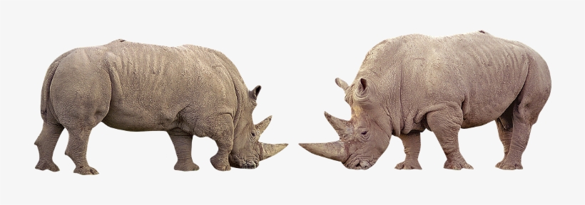 Rhino Rhinoceros Nature Wildanimals Forest - Rhinoceros, transparent png