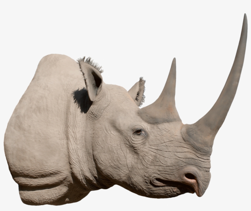 Rhino Png Image Background - Black Rhino Head Png, transparent png