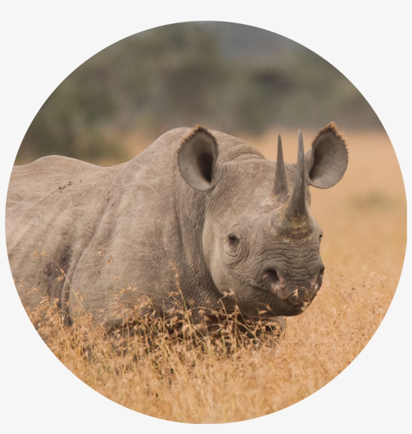 Africa - Culture, transparent png