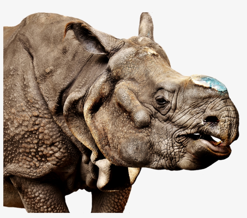 Rhino Transparent Background - Hitchhiker's Guide To The Galaxy Creating Earth, transparent png