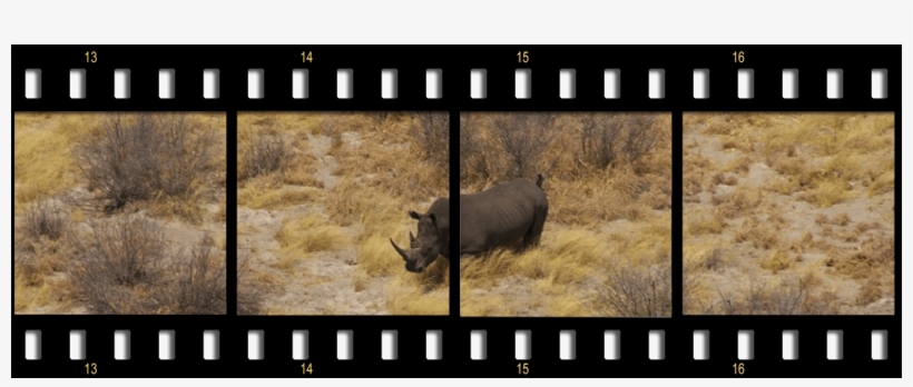 The Rhino Package Film Strip Header Rhino - Black Rhinoceros, transparent png
