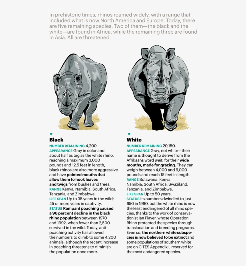 Hunted Almost To Extinction In The Nineteenth Century, - Indian Rhinoceros, transparent png