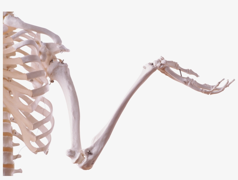 Skeleton Arm Png - Рука Скелета Png, transparent png