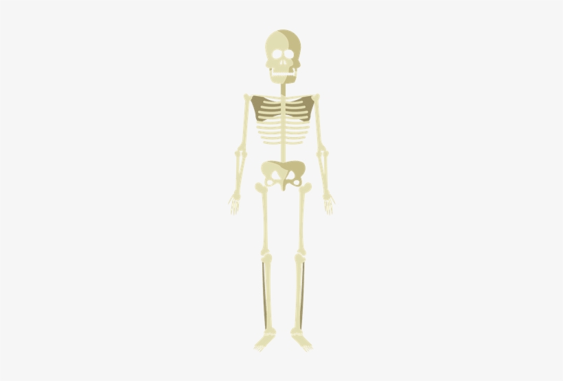 Skeleton, transparent png