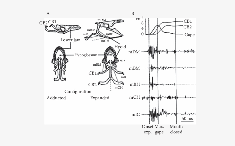 8 Schematic Representation Of The Head Skeleton Of - Sketch, transparent png