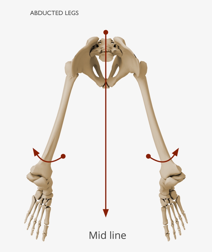 Skull, transparent png