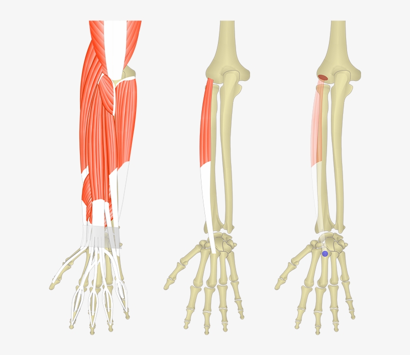 Extensor Digitorum, transparent png