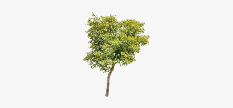 Isolated Trees On White Background, Trees, Isolated, - Tree, transparent png