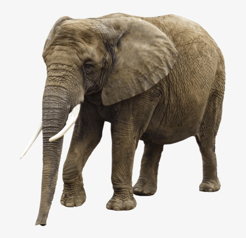 Elephant Transparent Background - African Elephant Transparent Background, transparent png
