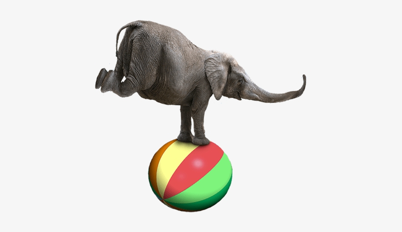 Contact The Shrine Circus - Elephants In The Circus Png, transparent png