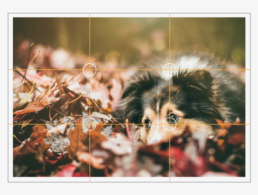 Today, We're Taking A Look At The Rule Of Thirds A - Automne Chat Chien, transparent png