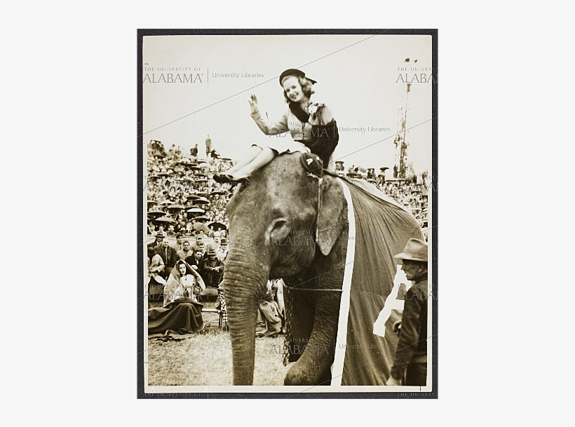 Lee Corso Riding An Elephant, transparent png