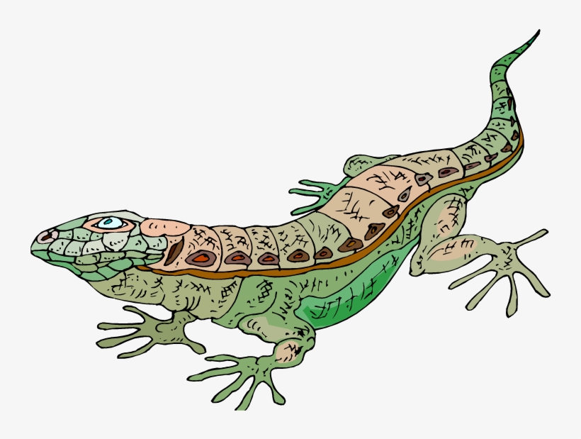 Gecko Clipart Green Lizard - Lagarto De Desierto Png, transparent png