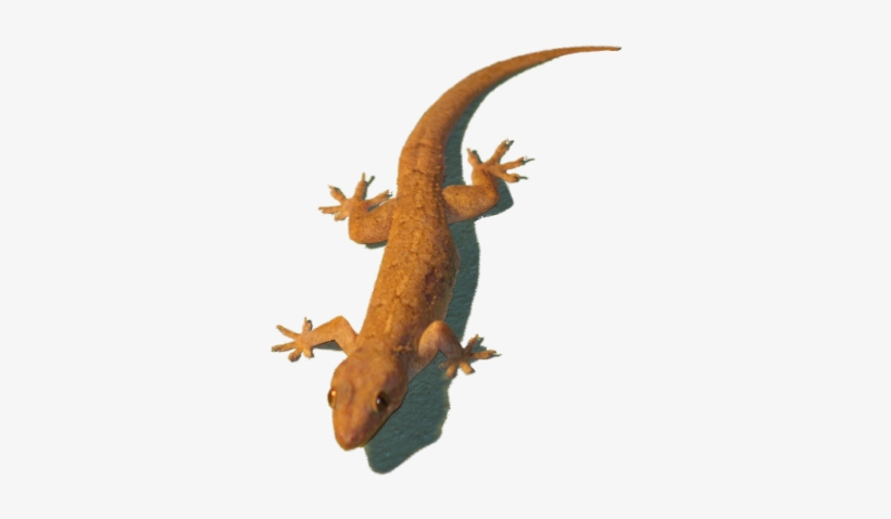 Wall Lizard Png, transparent png