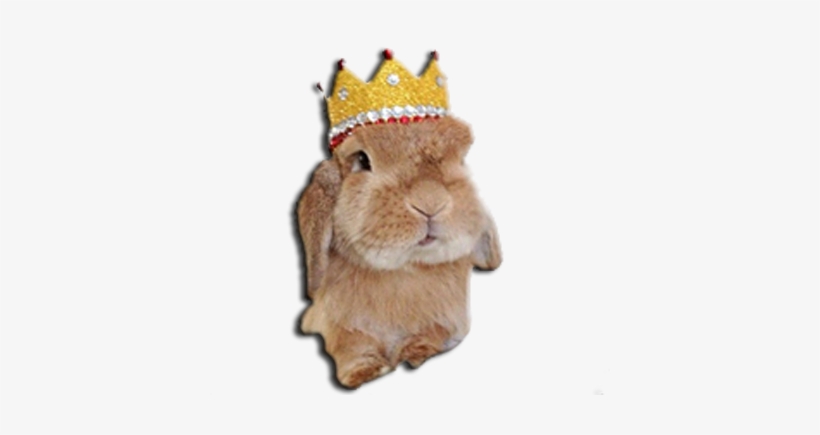 Gemma's Bunny - Rabbit, transparent png