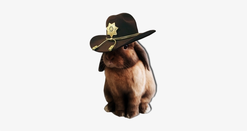 Gemma's Carl Bunny - Rabbit, transparent png