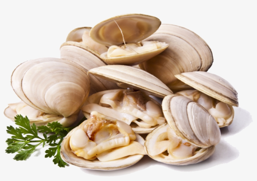 Clams Png File - Clams Png, transparent png