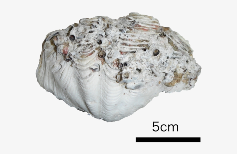Giant Clam Shell - Giant Clam, transparent png