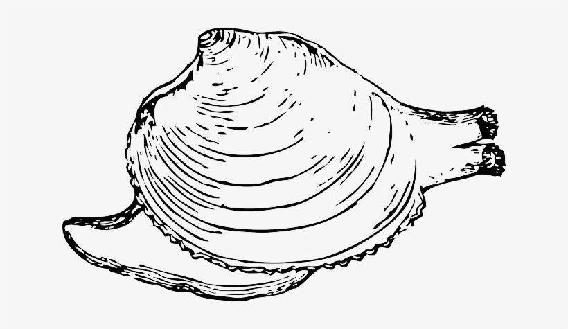 Inside, Protection, Clam, Shell, Mollusk, Quahog, Snail - Quahog Clipart, transparent png