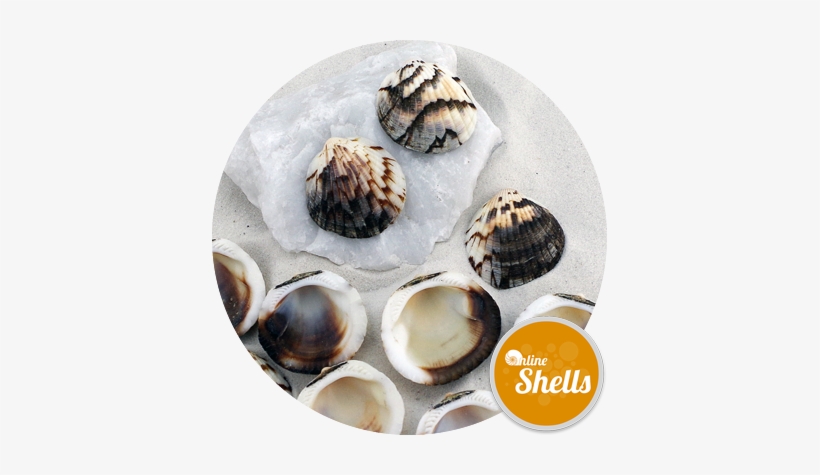 Tawny Owl Clam - Sportswear, transparent png