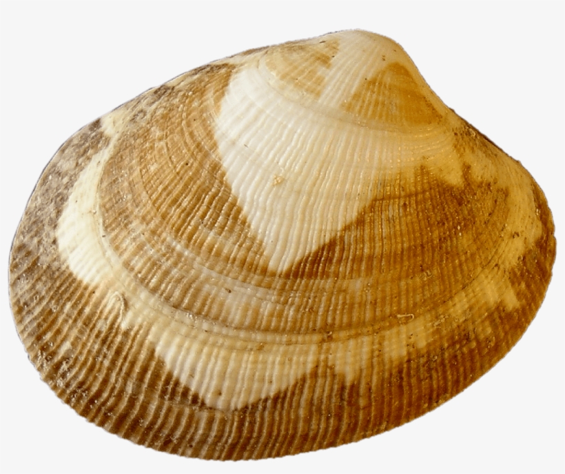Clam Clipart Shell Fish - Baltic Clam, transparent png