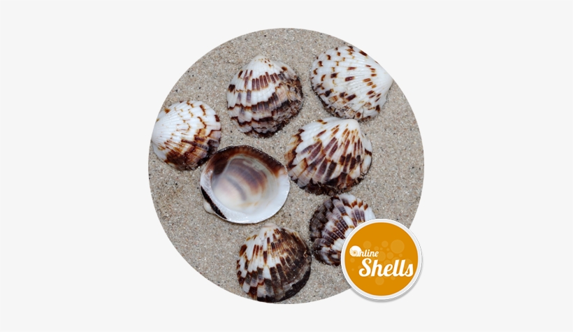 Tawny Owl Clam - Shell, transparent png