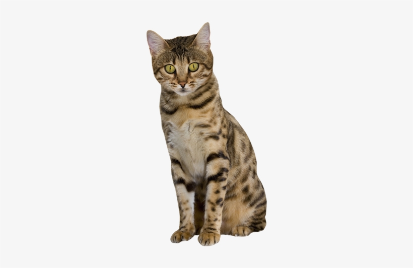 Why Choose A Bengal Cat To Be The Star Of Your Ecard - Transparent Bengal Cat, transparent png