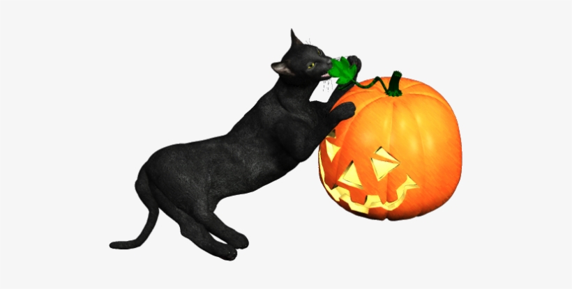 Cat, transparent png