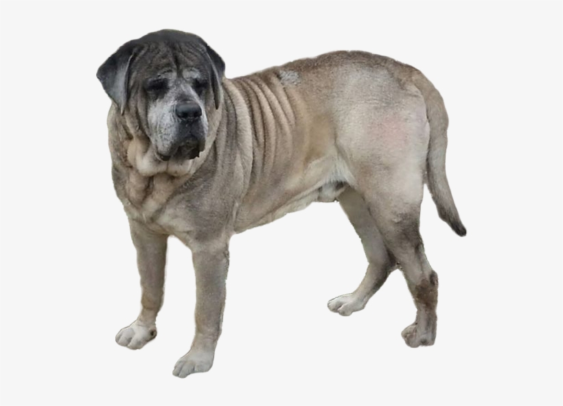 King Blue's Clues - Dogs Mastiff Transparent Background, transparent png