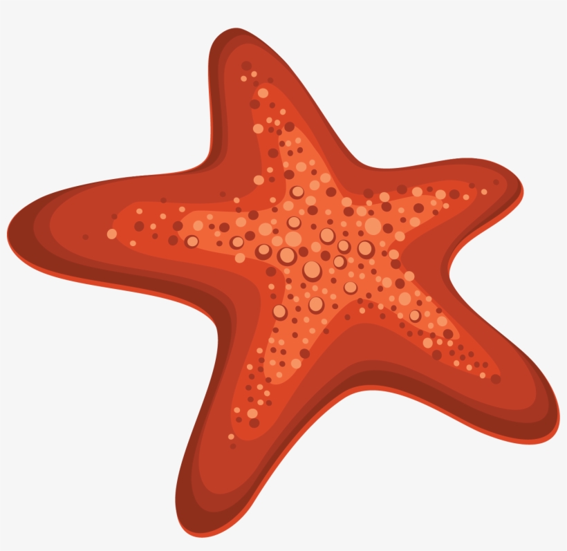 Starfish Png - Морская Звезда Пнг, transparent png
