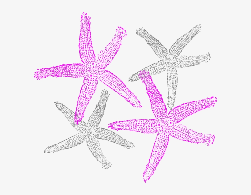 Pink And Navy Starfish Clipart - Clip Art Starfish Free, transparent png