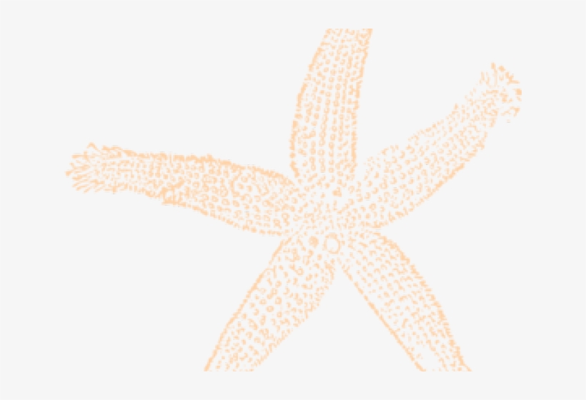 Starfish Clipart Peach - Starfish, transparent png