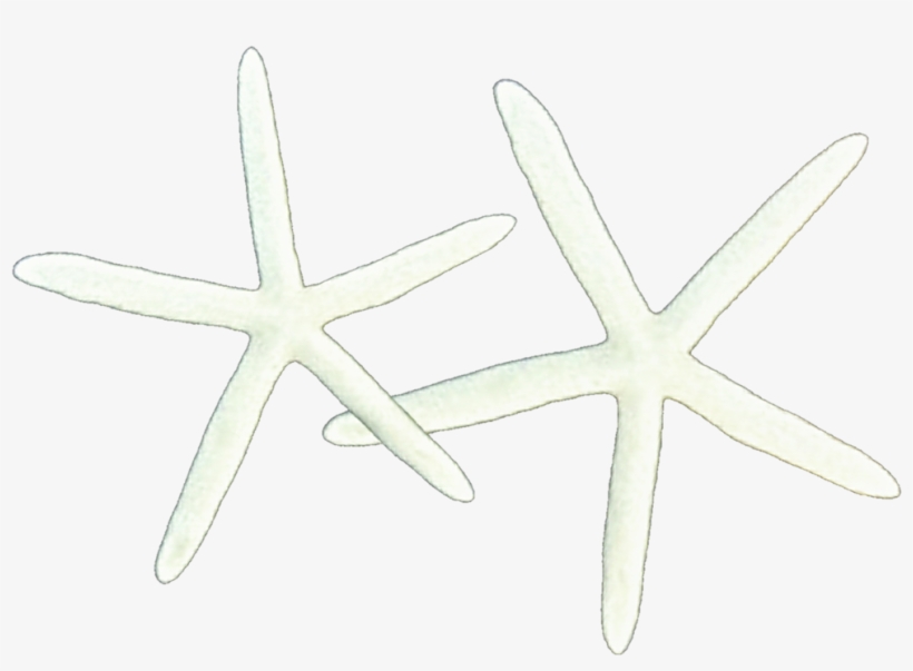 Frames Illustrations Hd Images Photo Twin By - Starfish, transparent png