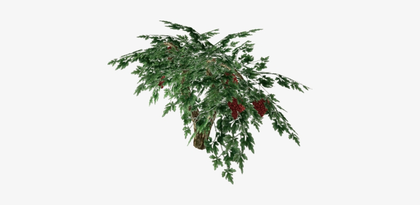 Raisin - Cotoneaster Procumbens Queen Of Carpets, transparent png