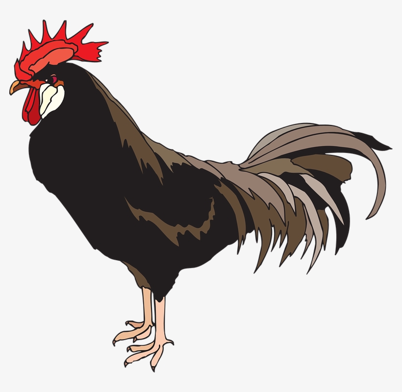 Cock Png Images - Moubray On Breeding, Rearing And Fattening All Kinds, transparent png