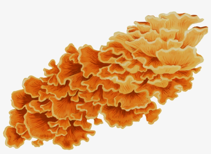 Chicken Of The Woods, transparent png