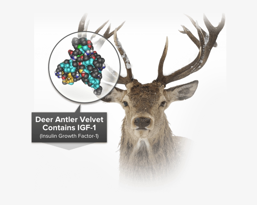 Dvx Pro Liquid Is A Highly Bioavailable Form Of The - Klemmrollo Lichtblick Ohne Bohren Hirsch Weiß 60x150, transparent png