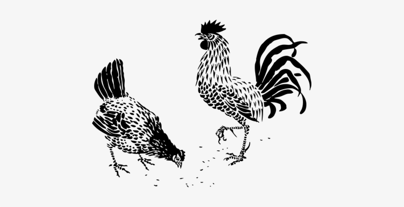 Rooster Hen Farming Bird Poultry Barn Roos - Rooster Stencil, transparent png