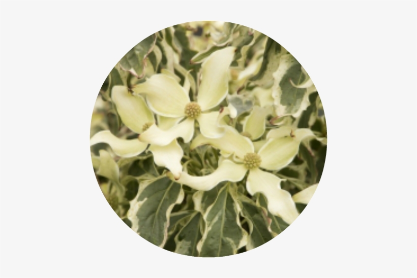 'wolf Eyes' Kouse Dogwood Herbeins Garden Center - Information, transparent png